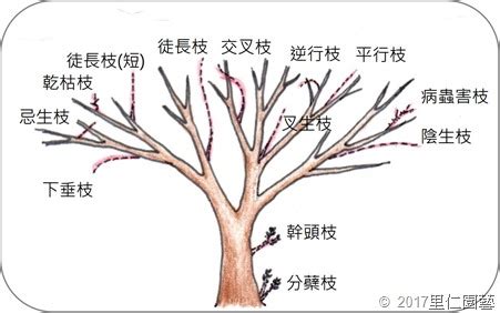 不良枝|修剪作業規範